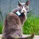A cat with a tracker.